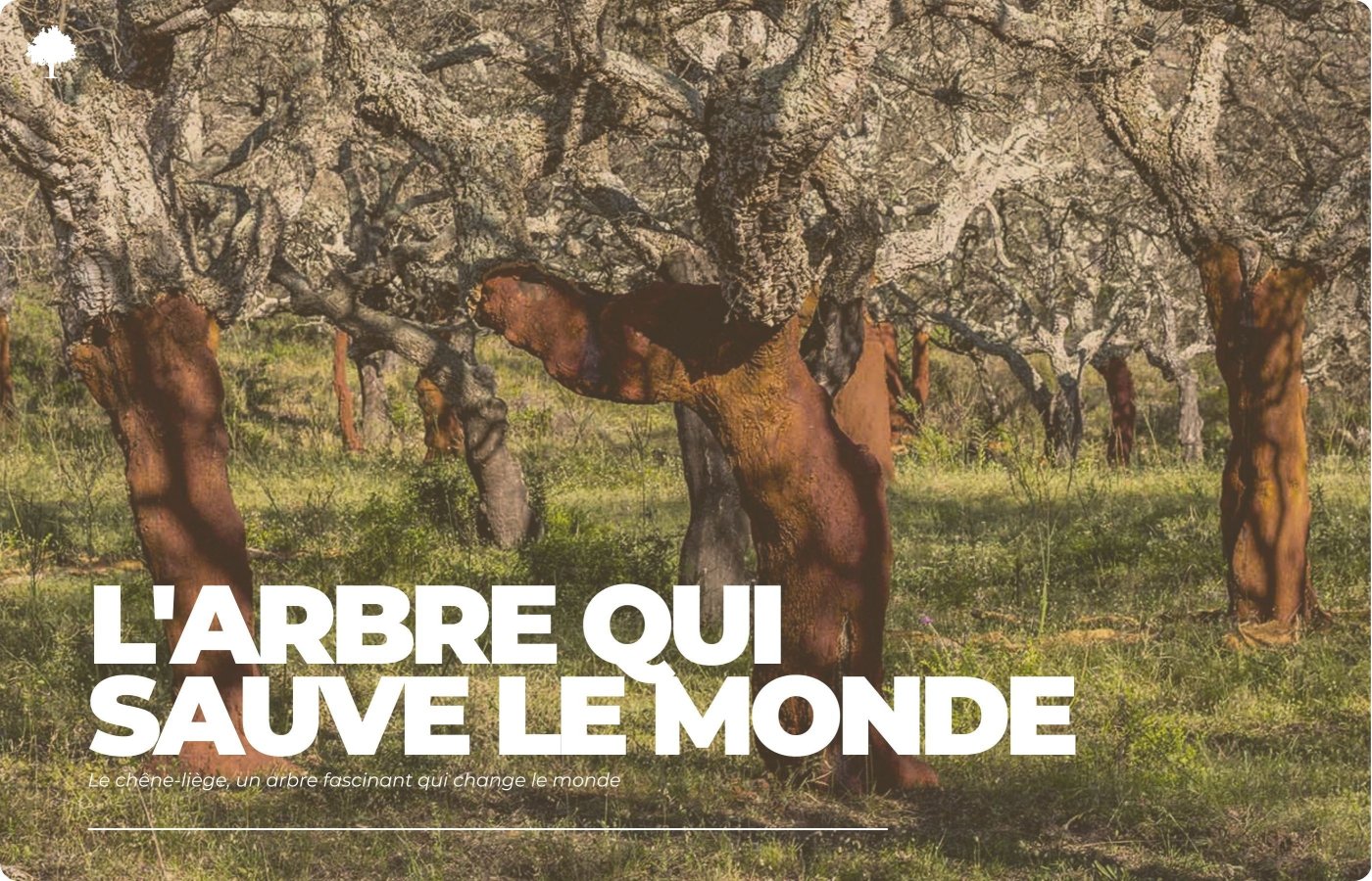 Korkeg - et fascinerende tr, der er ved at ndre verden