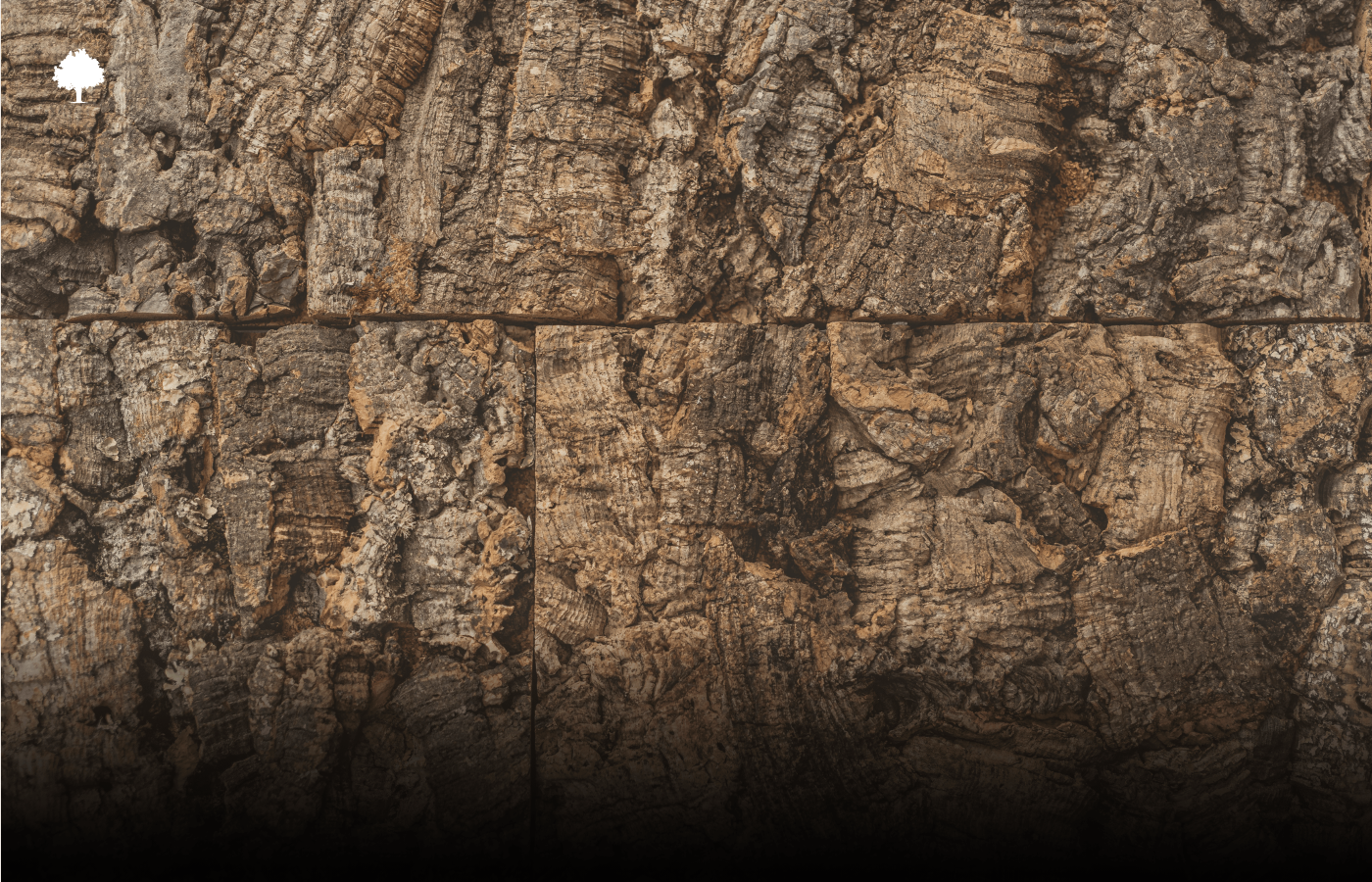 Pod lupou: textura a detaily korkov kůry