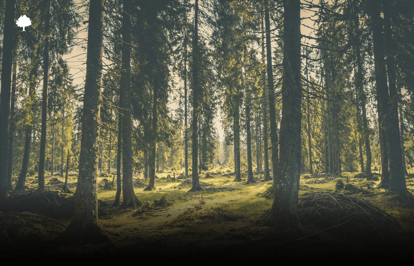 Wlder im Fokus der EU: Mit dem EUDR bernimmt dieses Material eine entscheidende Funktion.