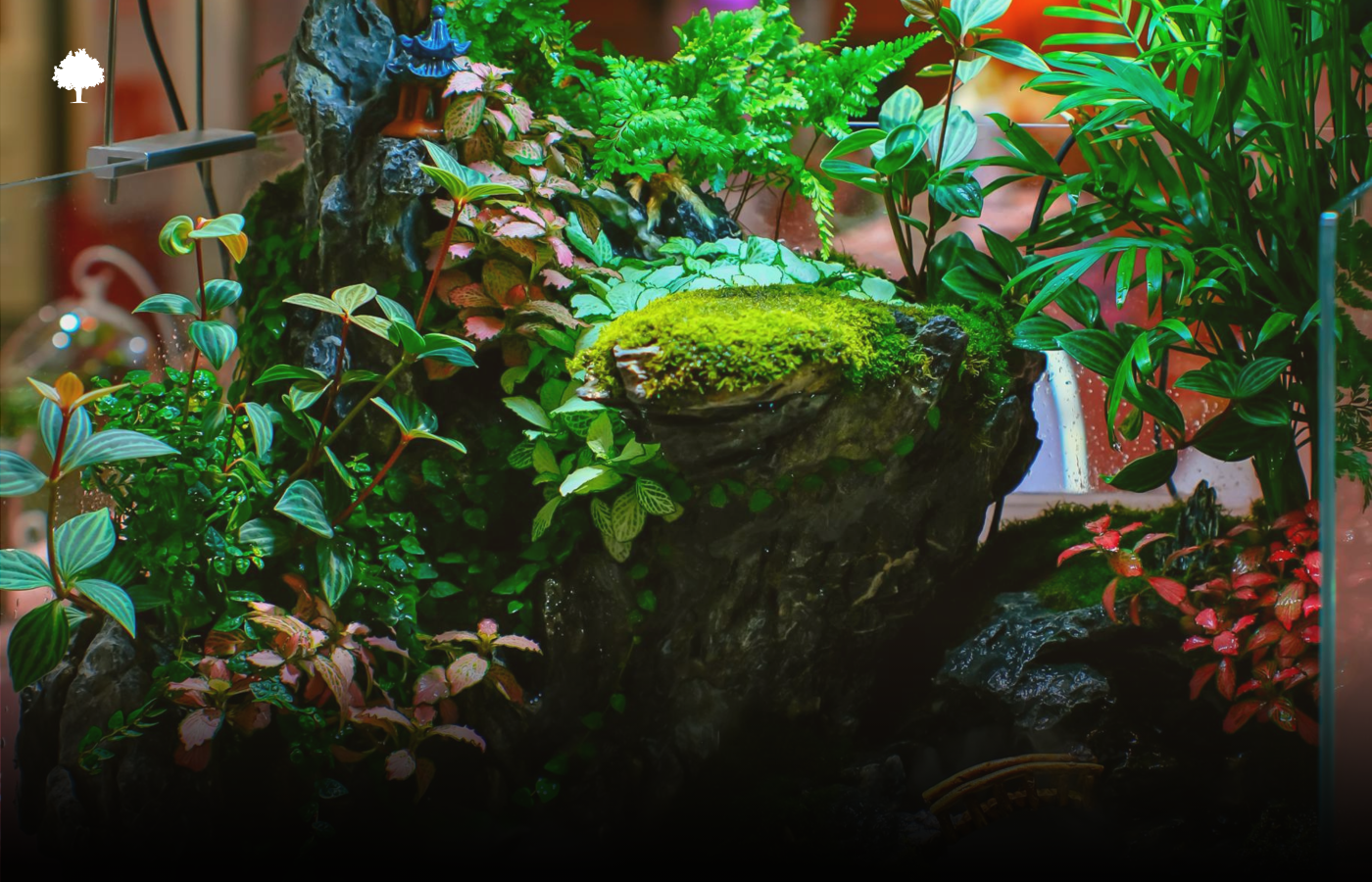 Comment cr�er un int�rieur de vivarium r�aliste ?