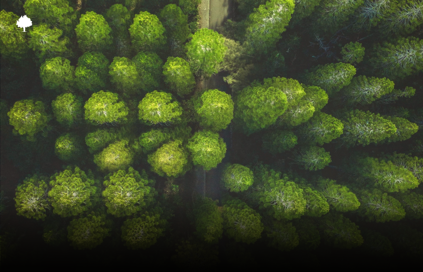 Les for�ts disparaissent, mais� de plus en plus lentement !