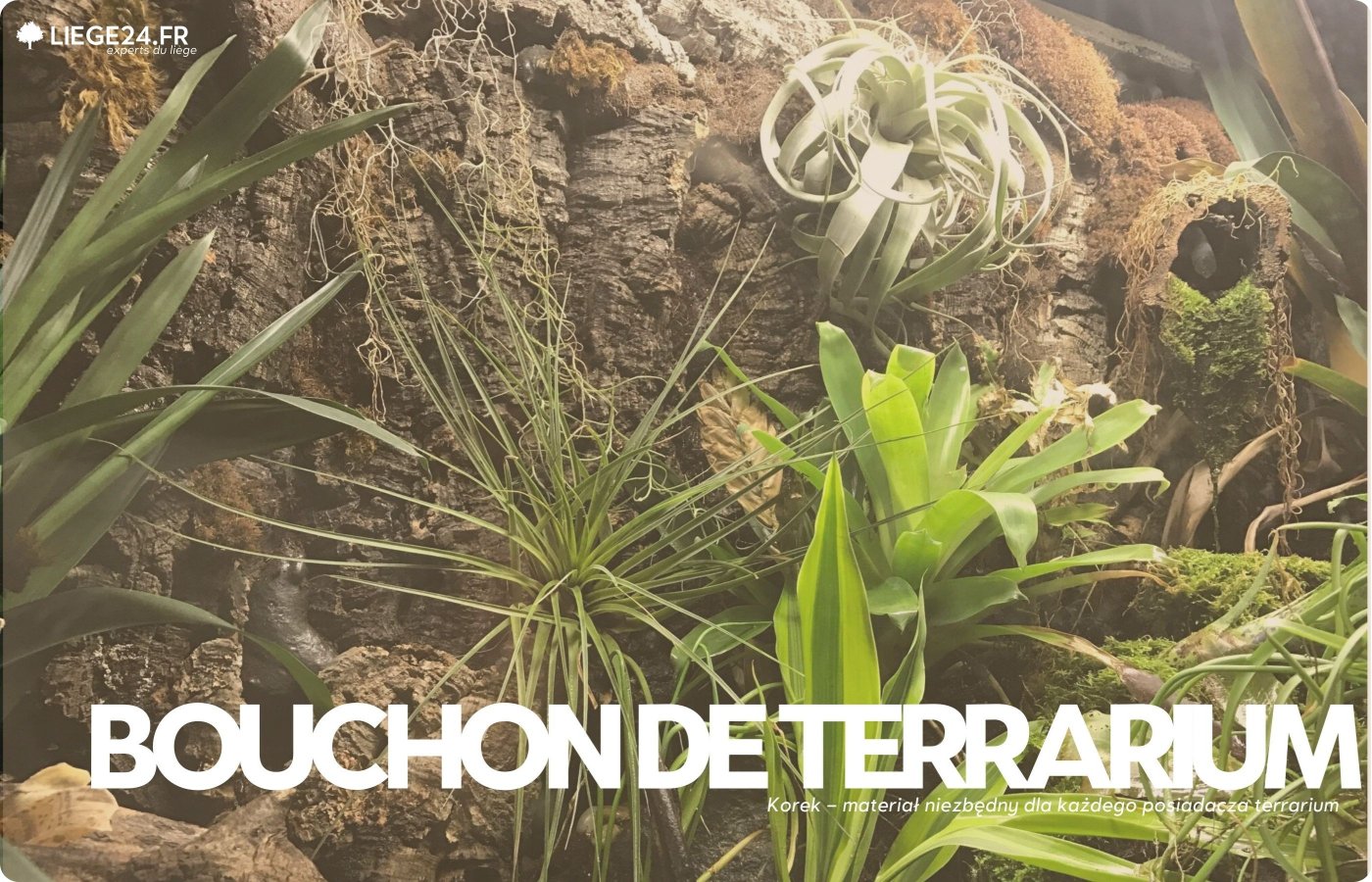 Kork - et uundvrligt materiale for enhver terrarieholder