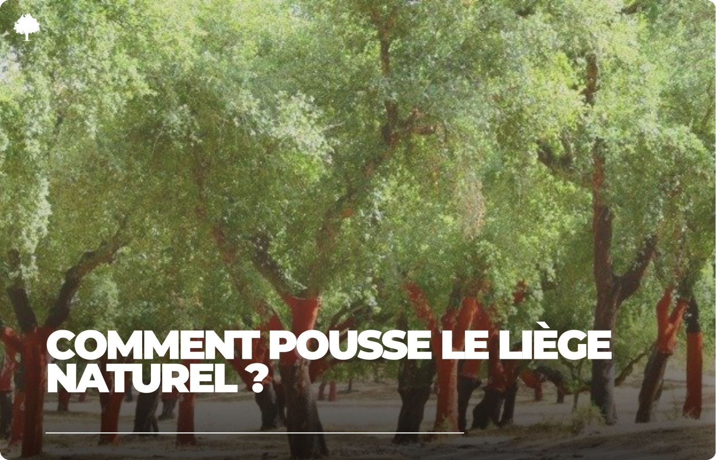 Hvordan vokser naturlig kork?