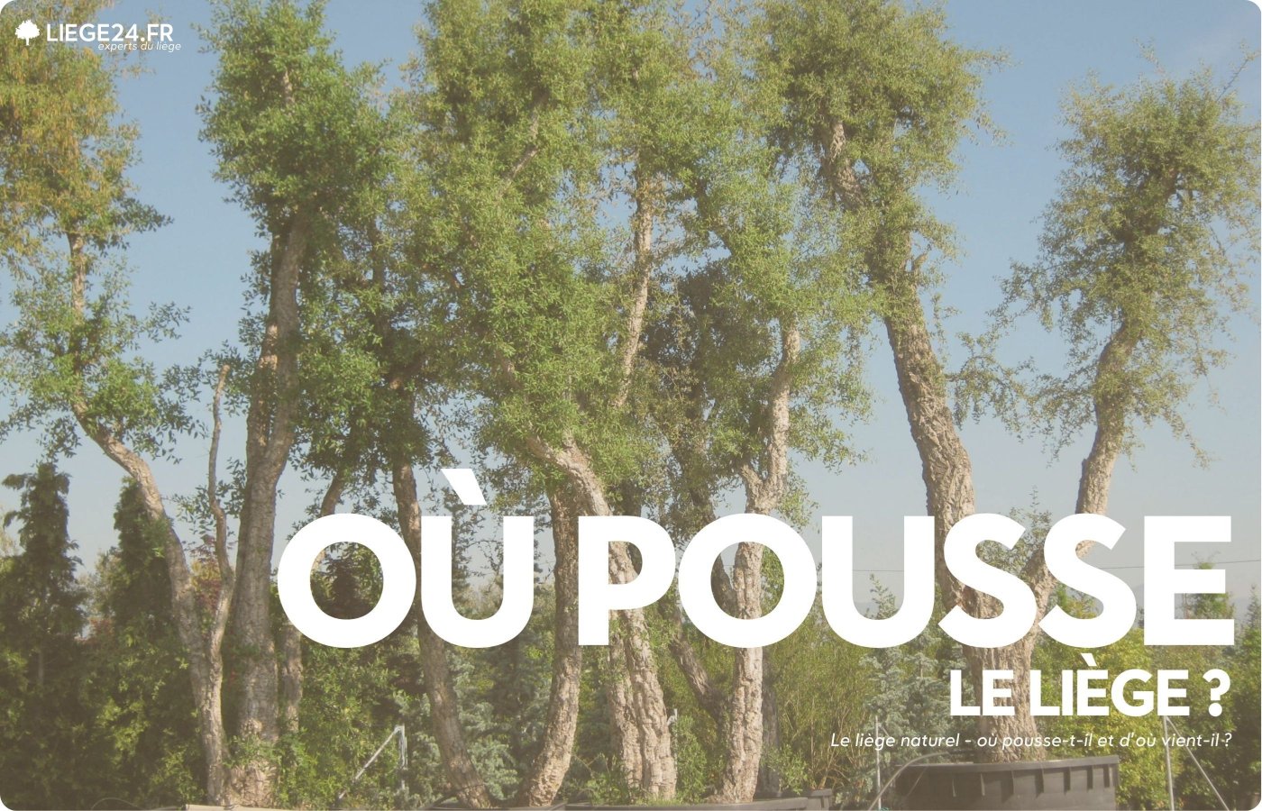 Naturkork - hvor vokser den, og hvor kommer den fra?