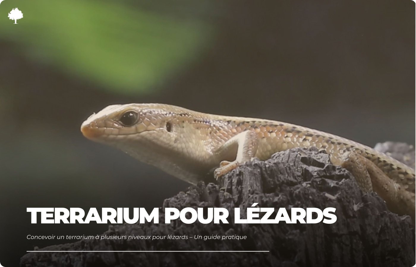 Design af et flerniveaus terrarium til gler  en praktisk guide