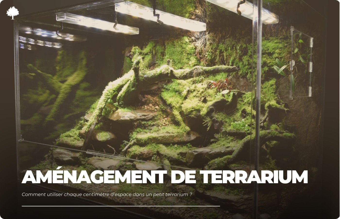 Hvordan udnytter du hver centimeter plads i et lille terrarium?