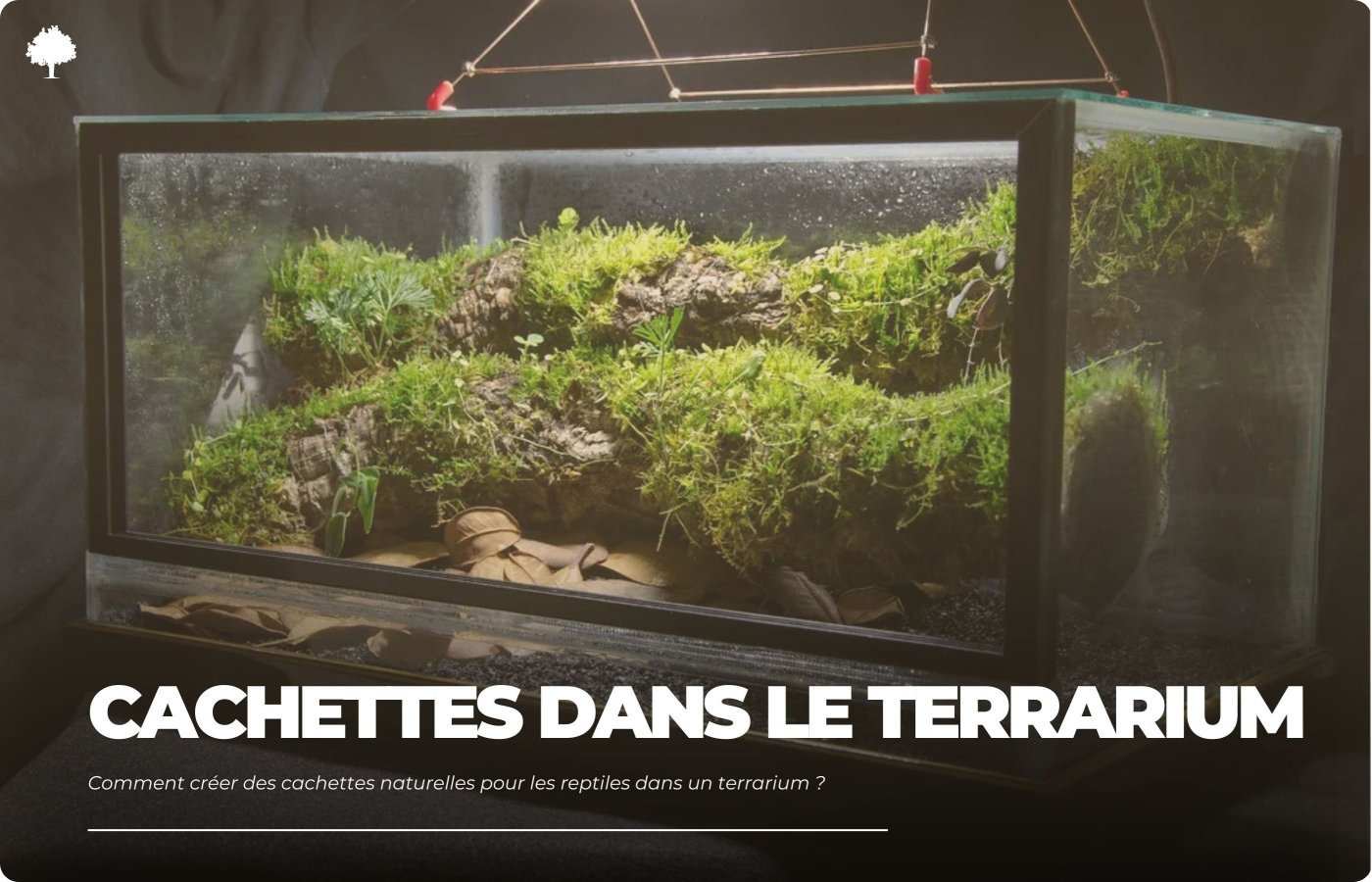 Hvordan laver man naturlige skjulesteder til krybdyr i terrariet?