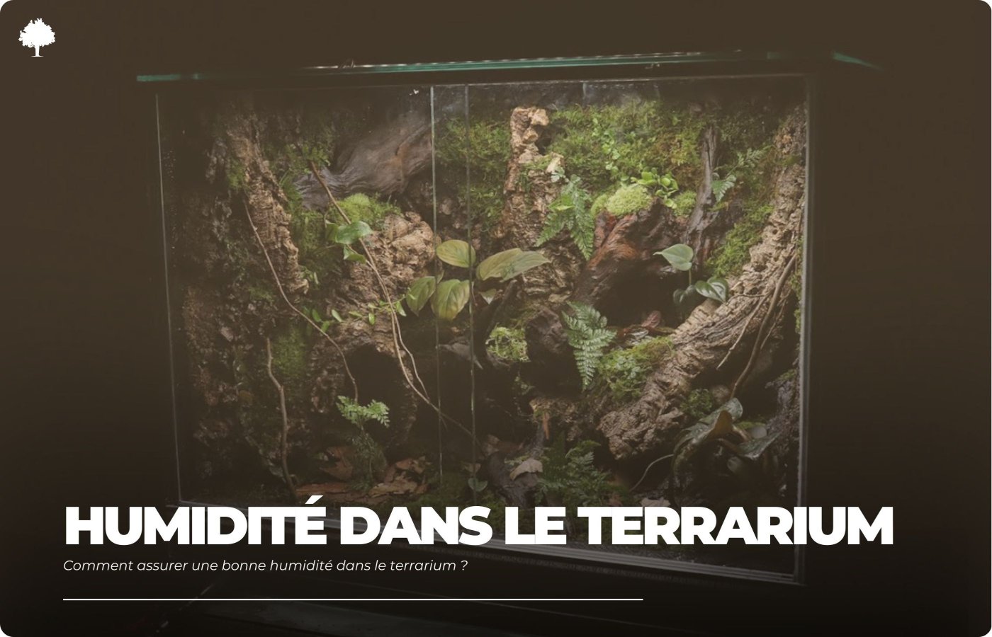 Hvordan sikrer man den rette luftfugtighed i et terrarium?