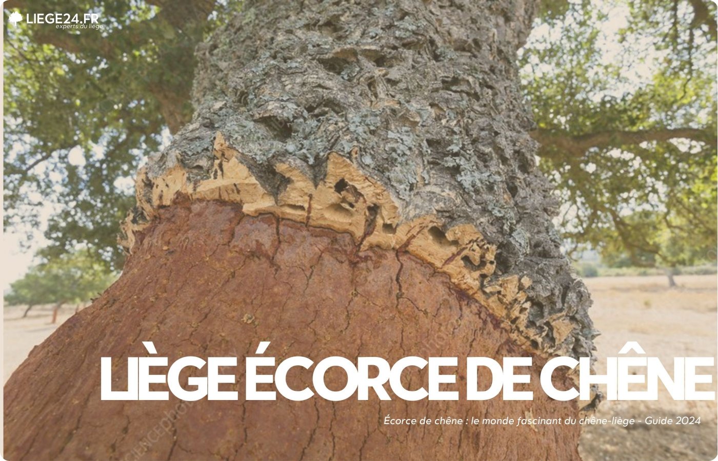 Bark af korkeg: Naturens alsidige vidunder 2024