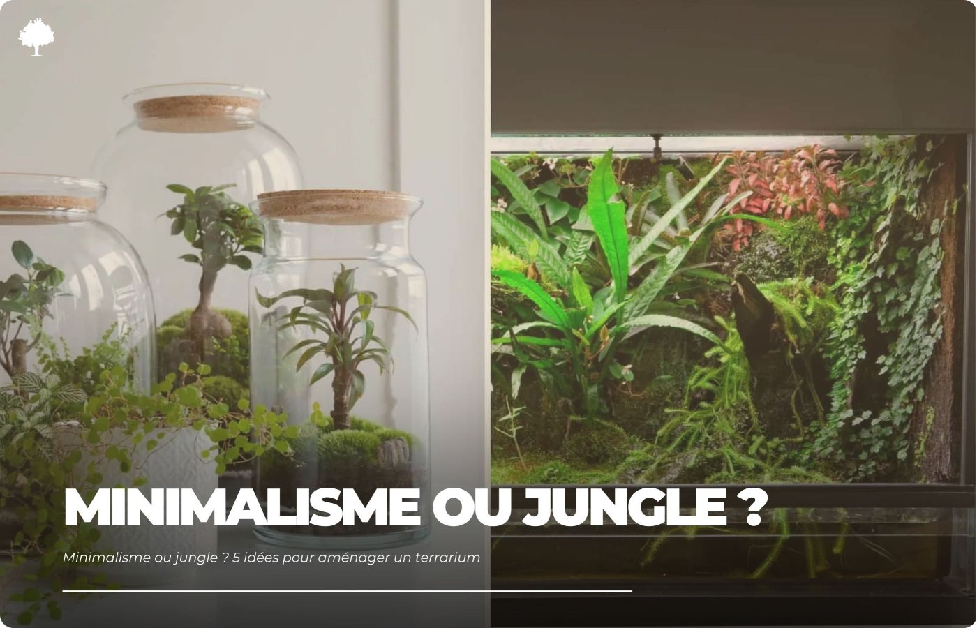 Minimalisme eller jungle? 5 ider til indretning af et terrarium
