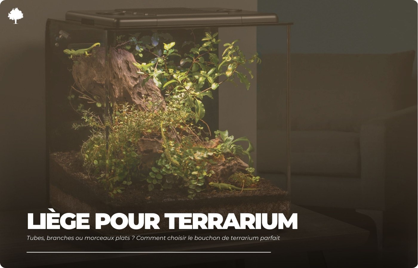 Rr, grene eller flade stykker? Sdan vlger du den perfekte kork til dit terrarium