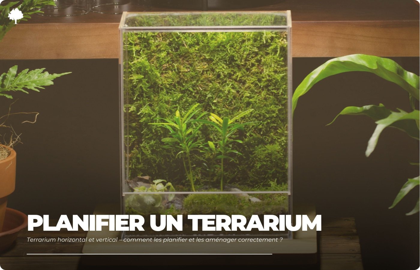 Horisontalt og vertikalt terrarium  hvordan planlgger og indretter man det korrekt?