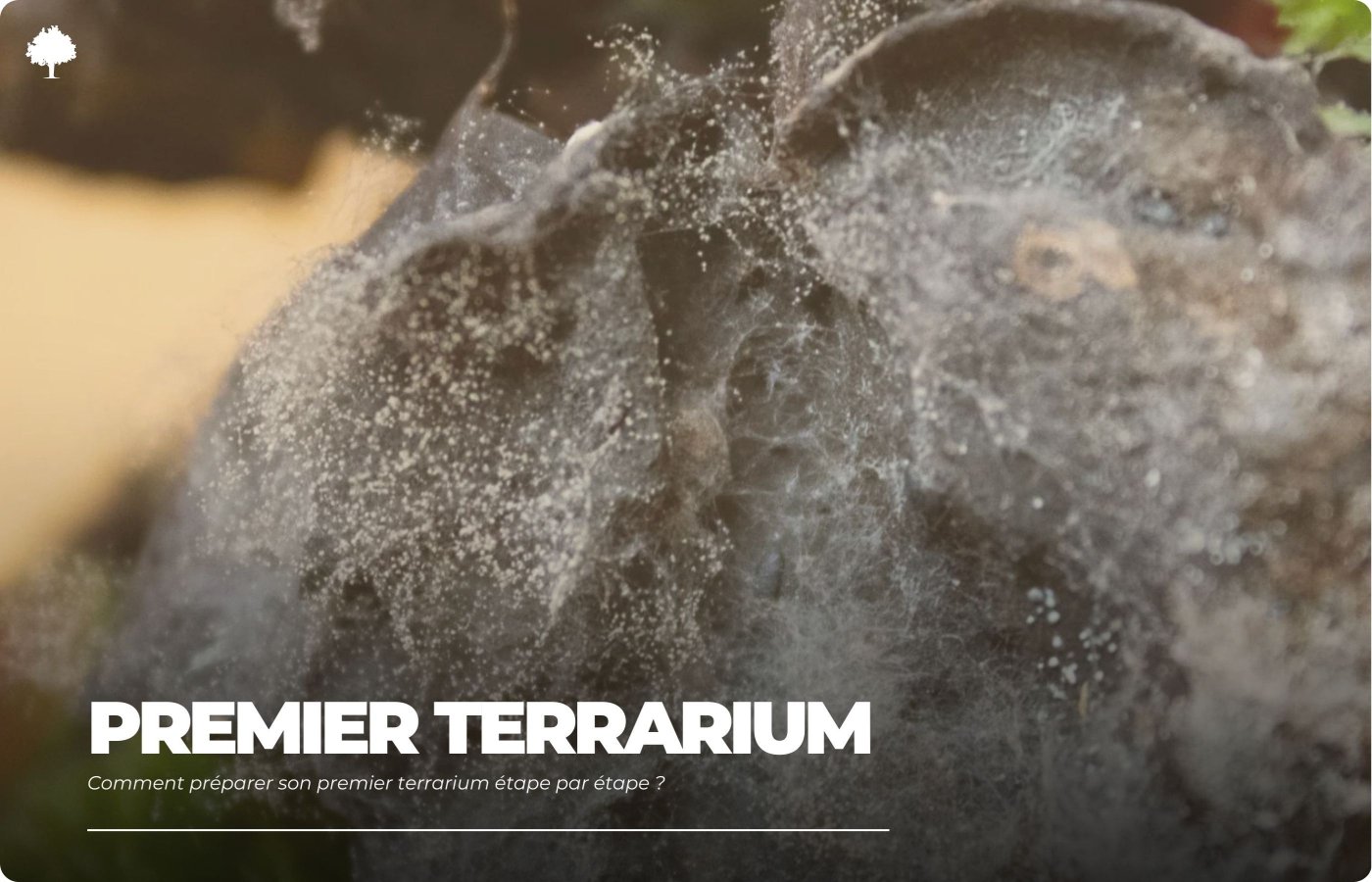 Hvordan forbereder man sit frste terrarium trin for trin?