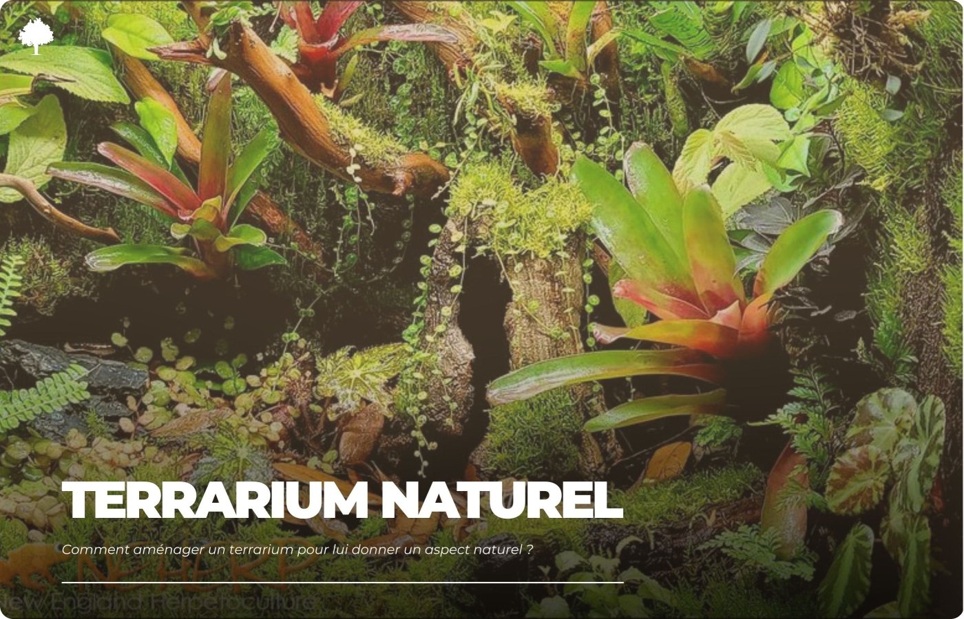 Hvordan indretter man et terrarium, s det ser naturligt ud?