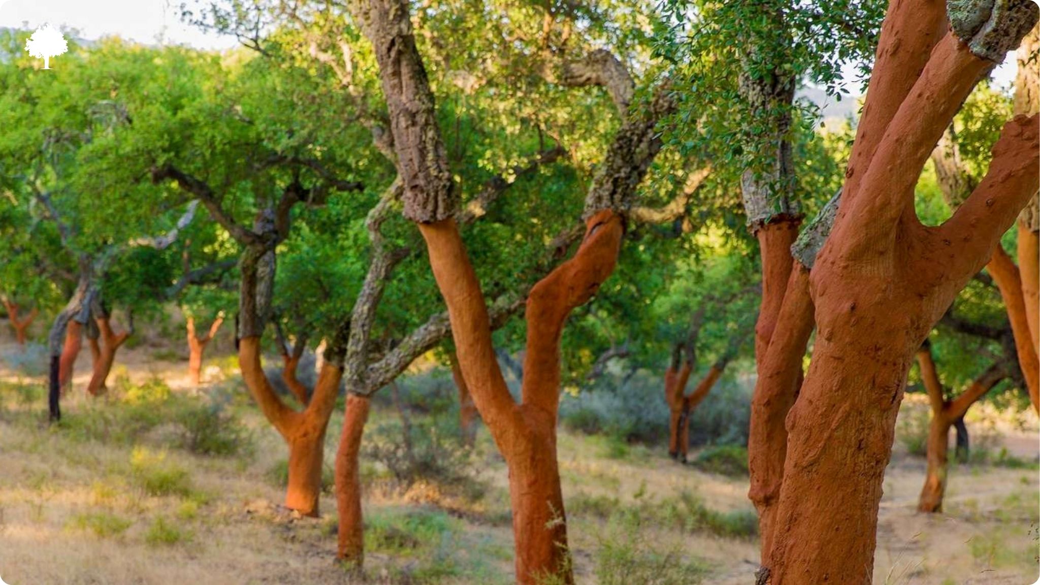 Le lige naturel - o pousse-t-il et d'o vient-il ?