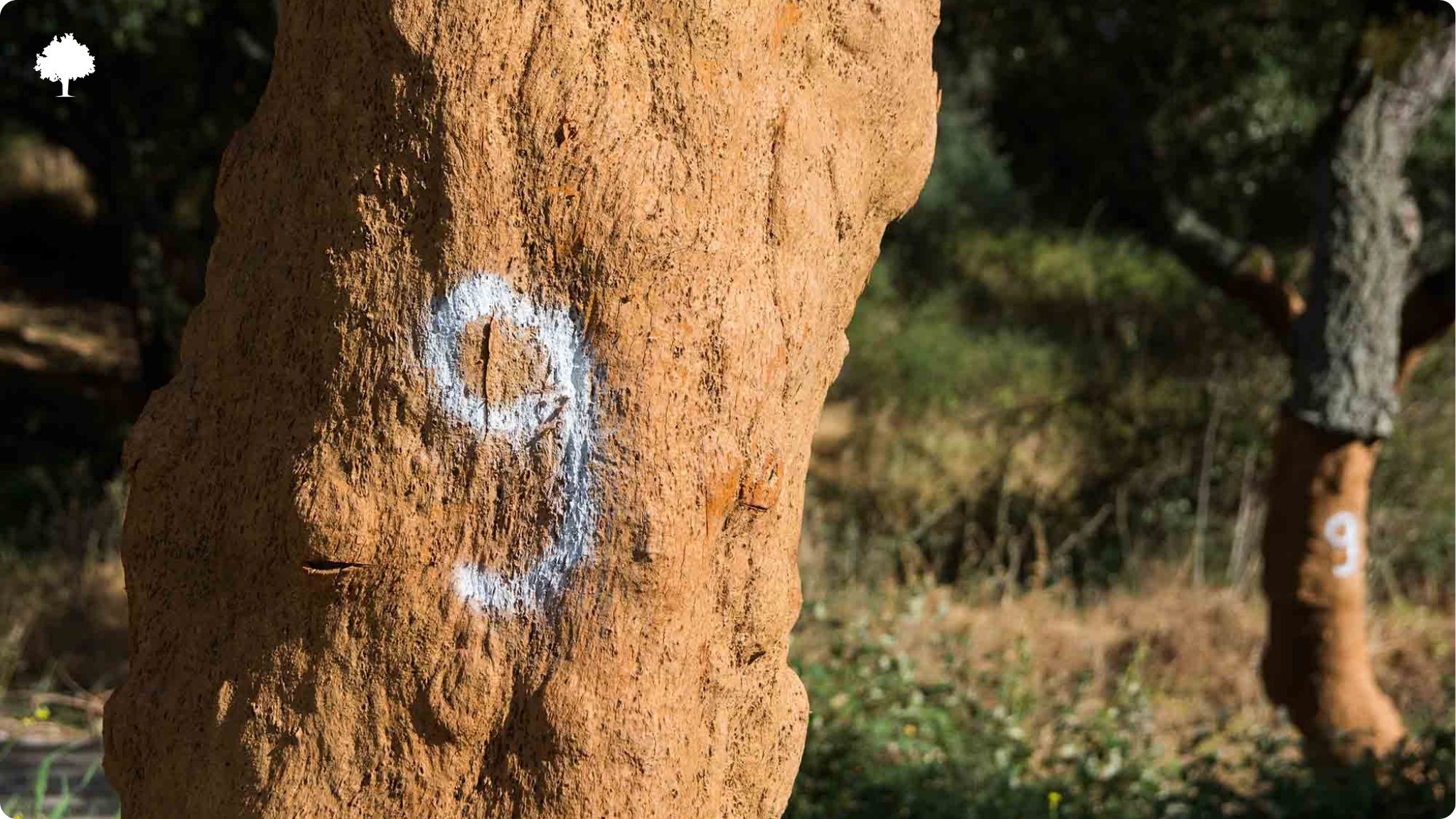 Le lige naturel - o pousse-t-il et d'o vient-il ?