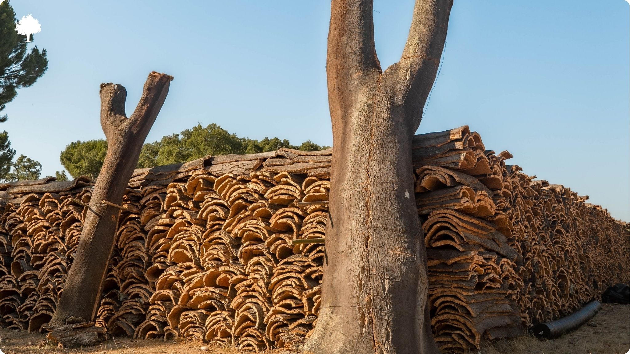 Le lige naturel - o pousse-t-il et d'o vient-il ?