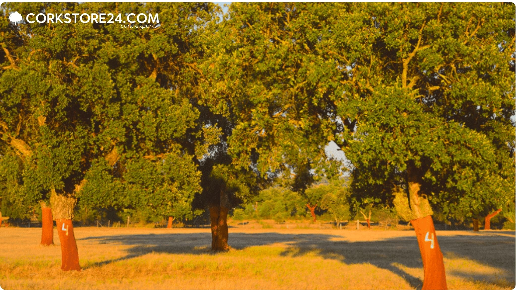 Trees partially covered with natural cork in a park setting.