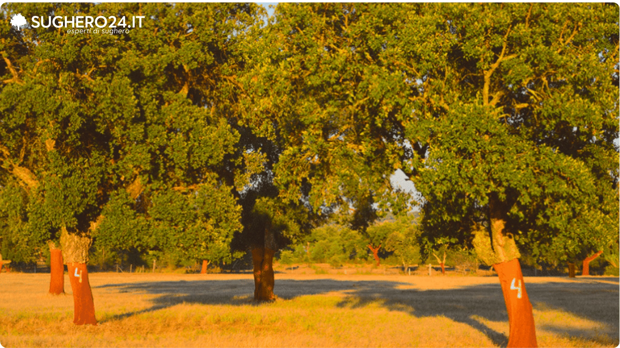 Alberi con il tronco parzialmente coperto di sughero, situati in un'area verde.