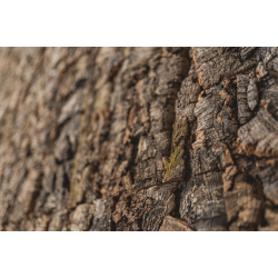 corce de lige dcoratif mural VIRGIN 25x610x915mm - BESTSELLER!