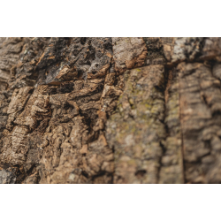 corce de lige dcoratif mural VIRGIN 25x610x915mm - BESTSELLER!