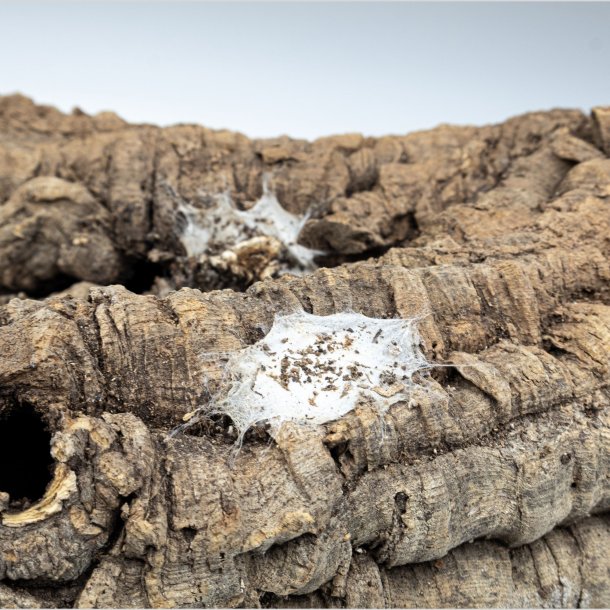 Groe natrliche Korkzweige (L  2 kg)