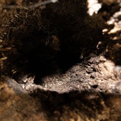 Medium natuurlijke maagdelijke kurktakken (M - 1 kg)