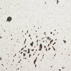 Decoratieve kurk wandbekleding EUROPA PB 3x300x600mm - verpakking 1,98 m2