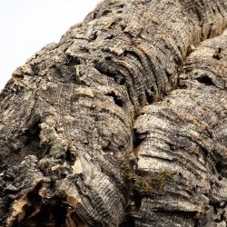 Groe, flache Naturkorkstcke (XL - 3kg)