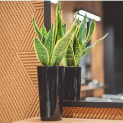 Sughero per pareti NATURALE 3D STRIPE - BESTSELLER!